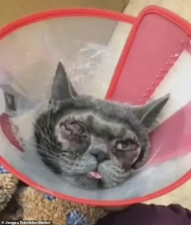 اا
